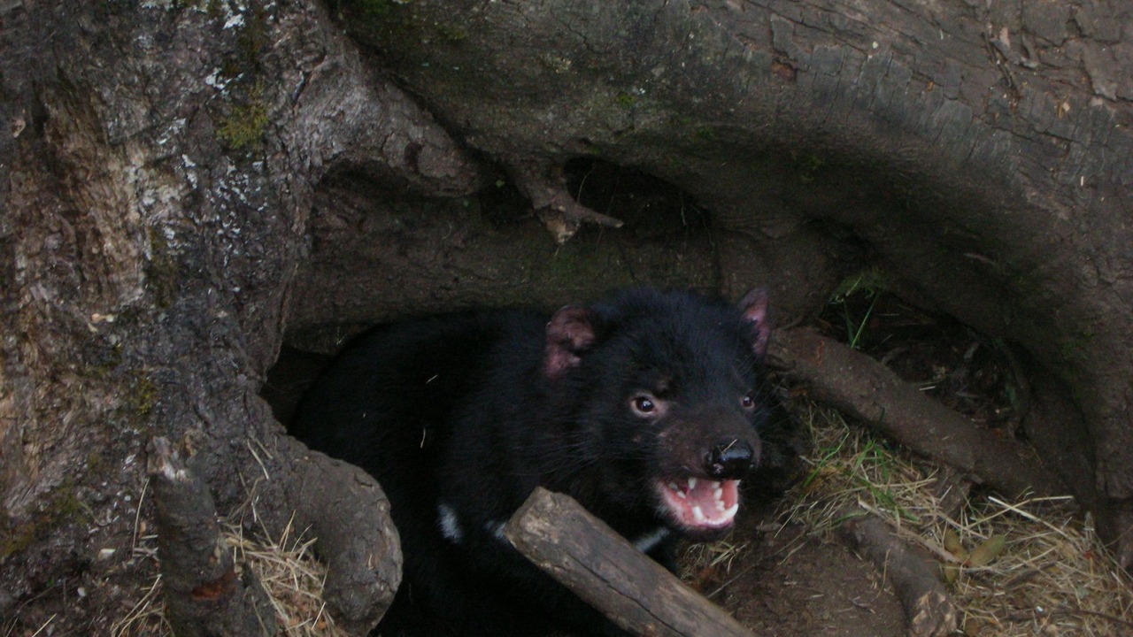 Photo of Others in Cradle Mountain