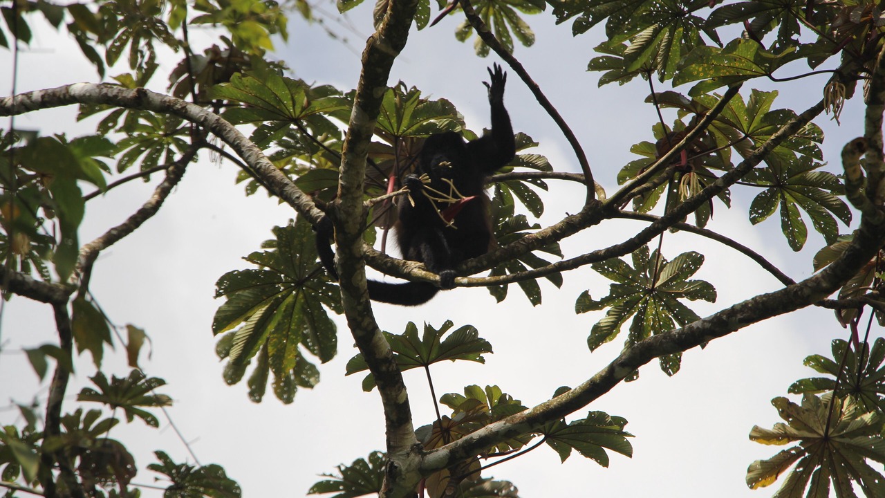 Photo of Others in Aguacate
