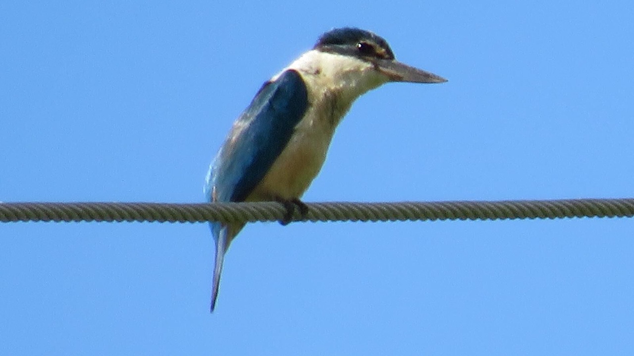 Photo of Others in Matapouri