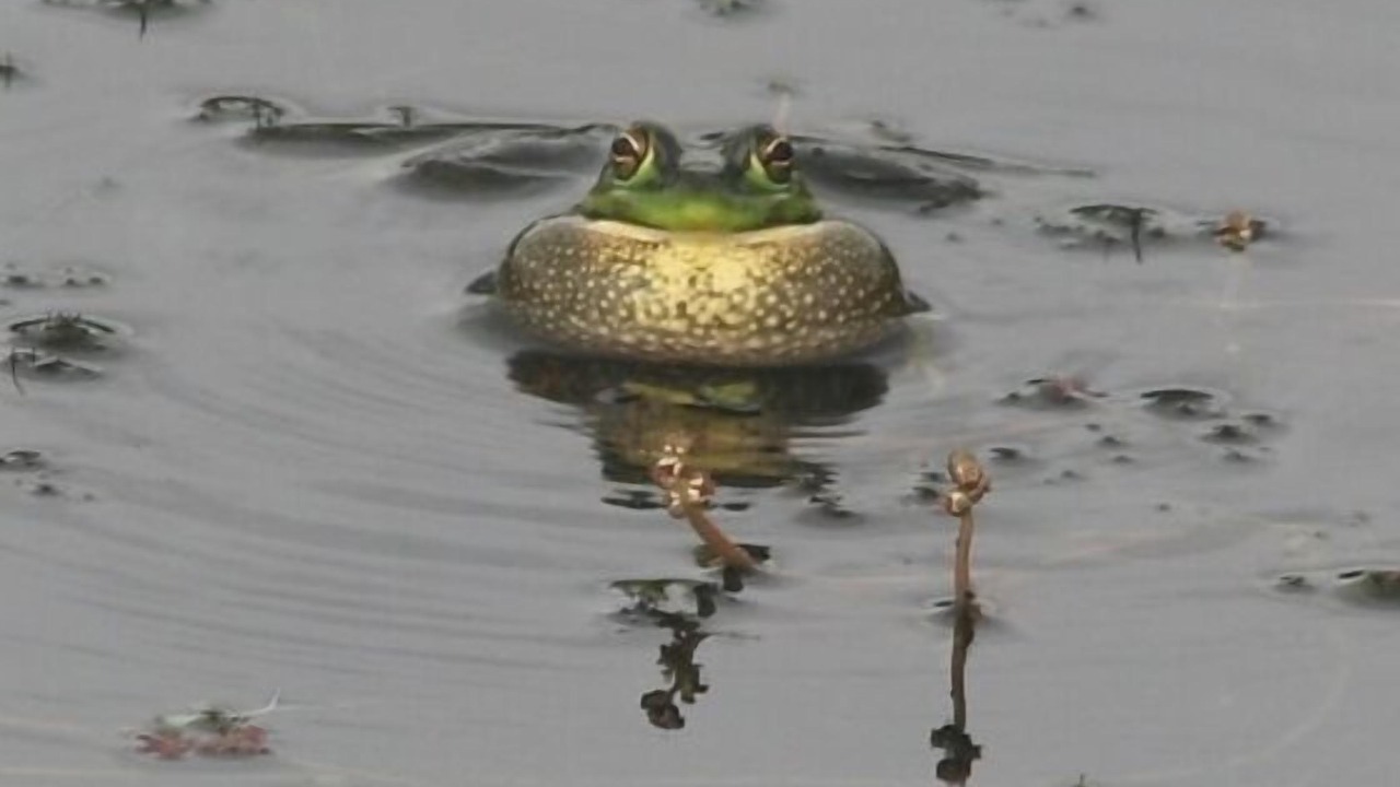 Photo of Others in Elsthorpe