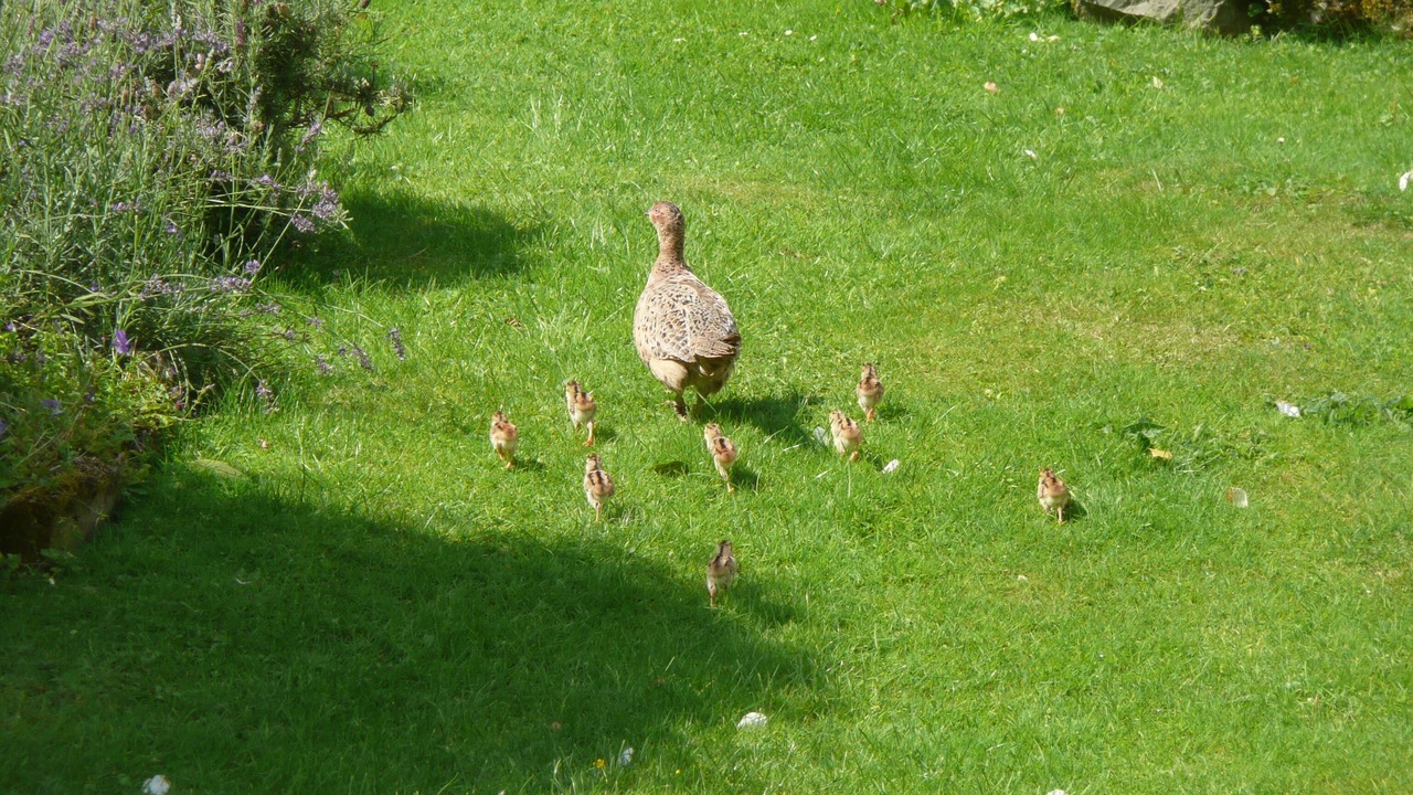 Photo of Outdoor in Gatehouse-of-Fleet