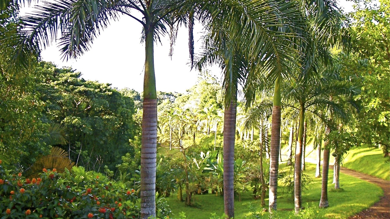 Photo of Others in Dominical