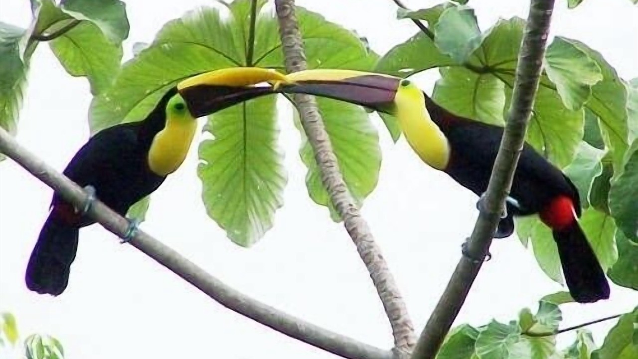 Photo of Others in Dominical