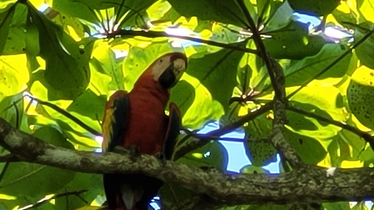 Photo of Others in Dominical