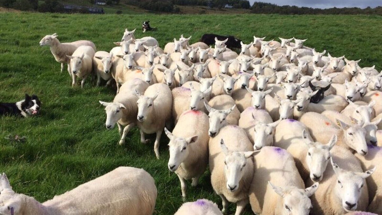 Photo of Others in Farr