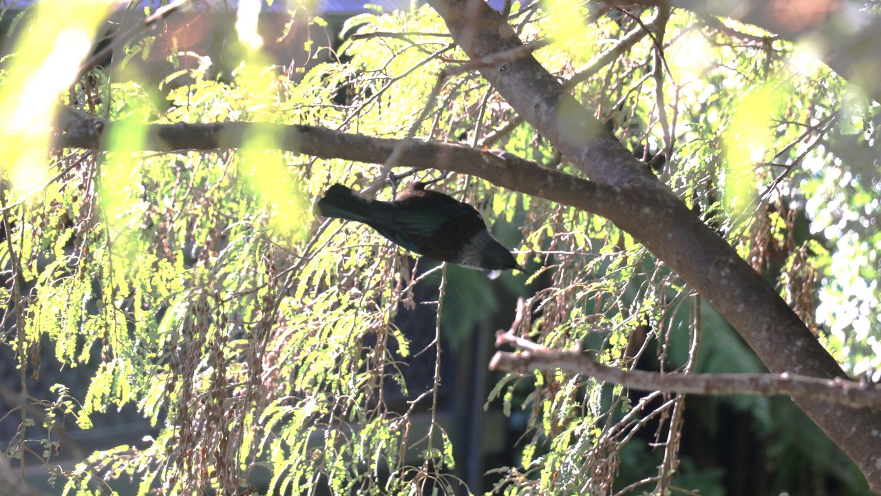Photo of Outdoor in Waikanae