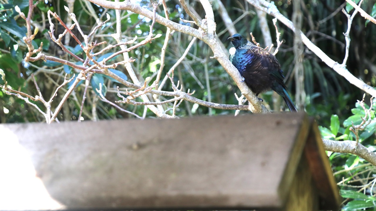 Photo of Outdoor in Waikanae