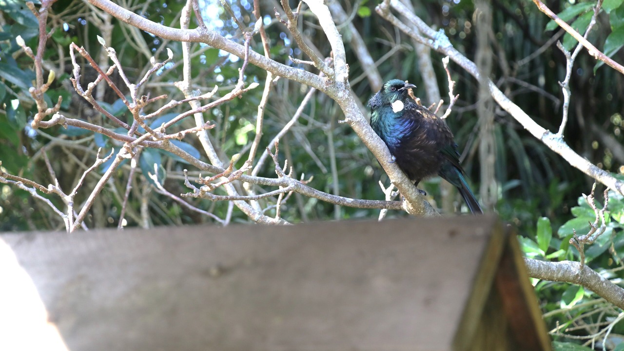 Photo of Outdoor in Waikanae