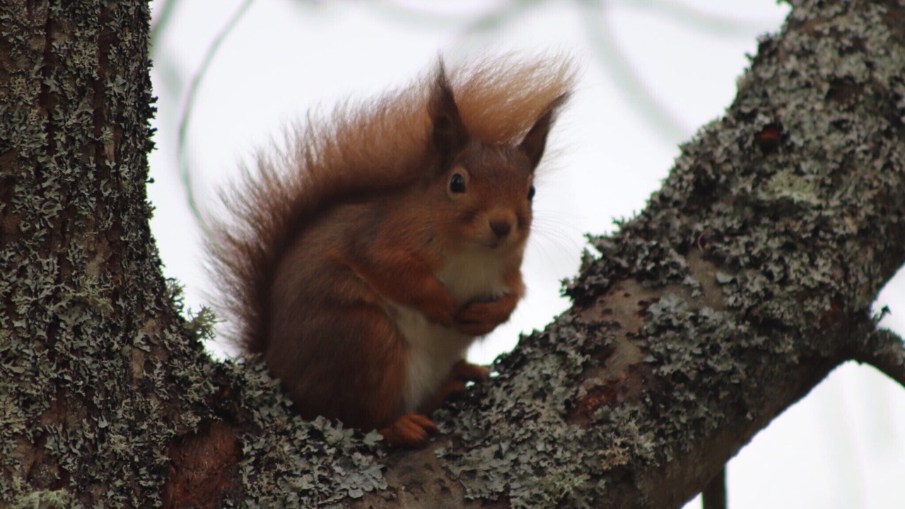 Photo of Others in Braemar