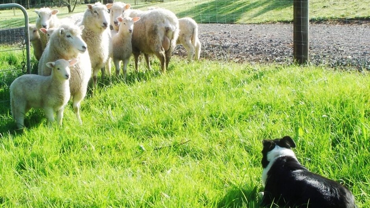Photo of Others in Kerikeri