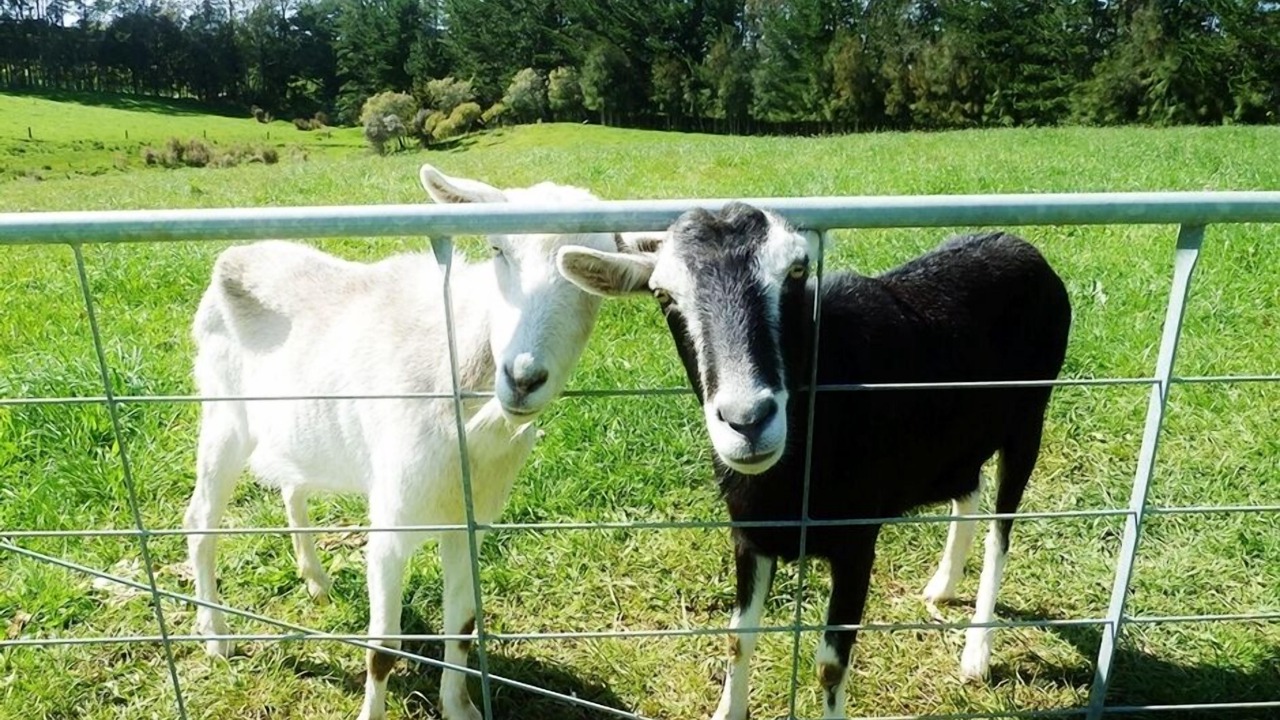 Photo of Others in Kerikeri