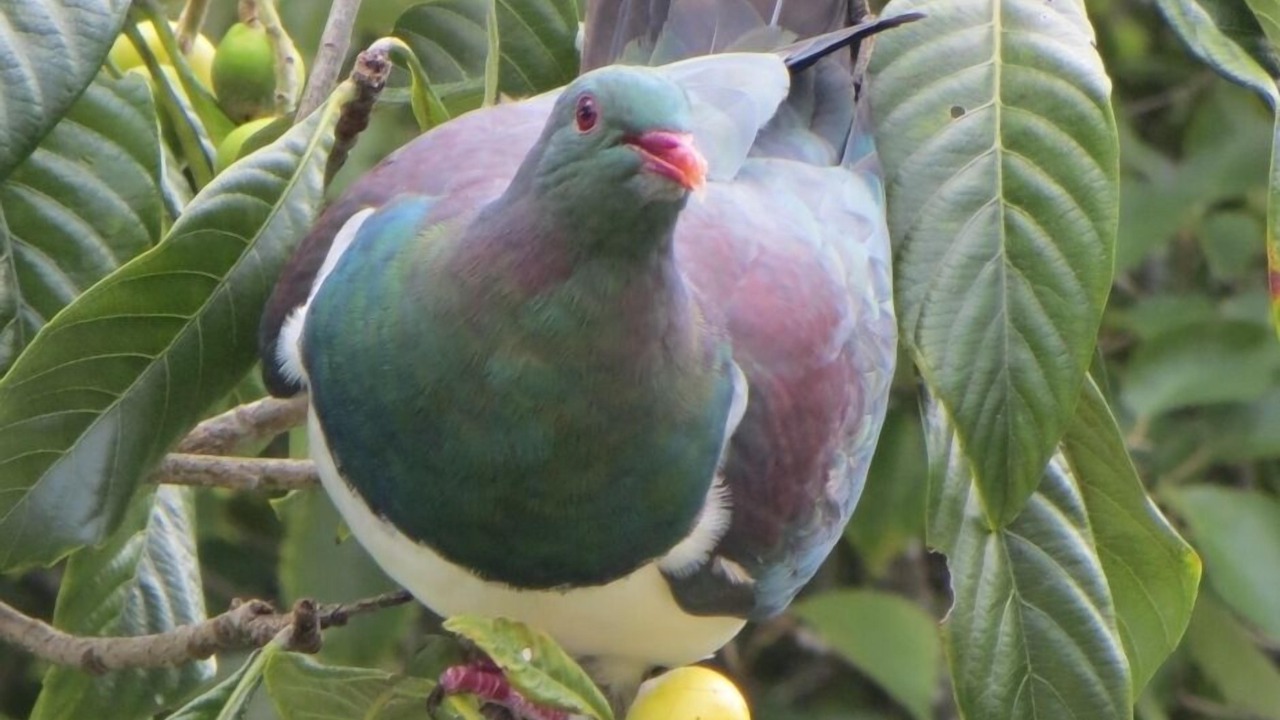Photo of Others in Tawharanui