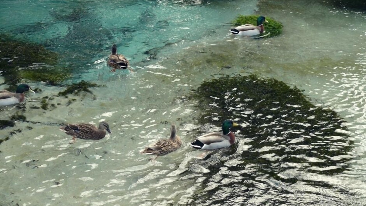 Photo of Others in Rototai
