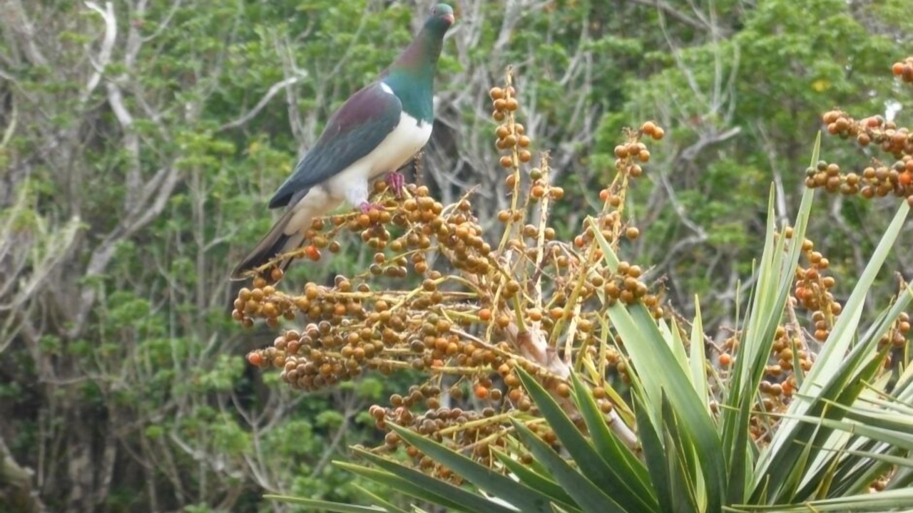 Photo of Outdoor in Onerahi