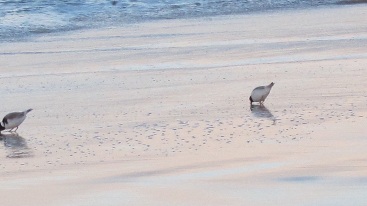 Photo of Others in Spring Beach