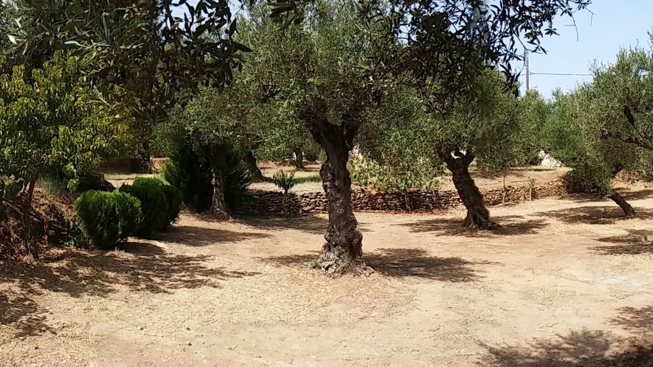 Photo of Others in Tsilivi