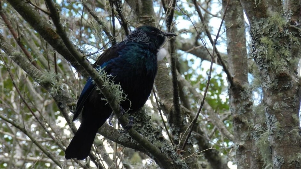 Photo of Others in Lake Tarawera