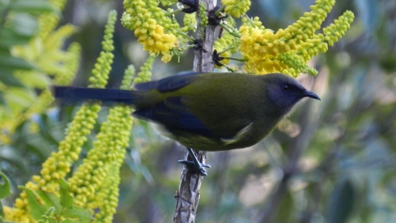 Photo of Others in Lake Tarawera