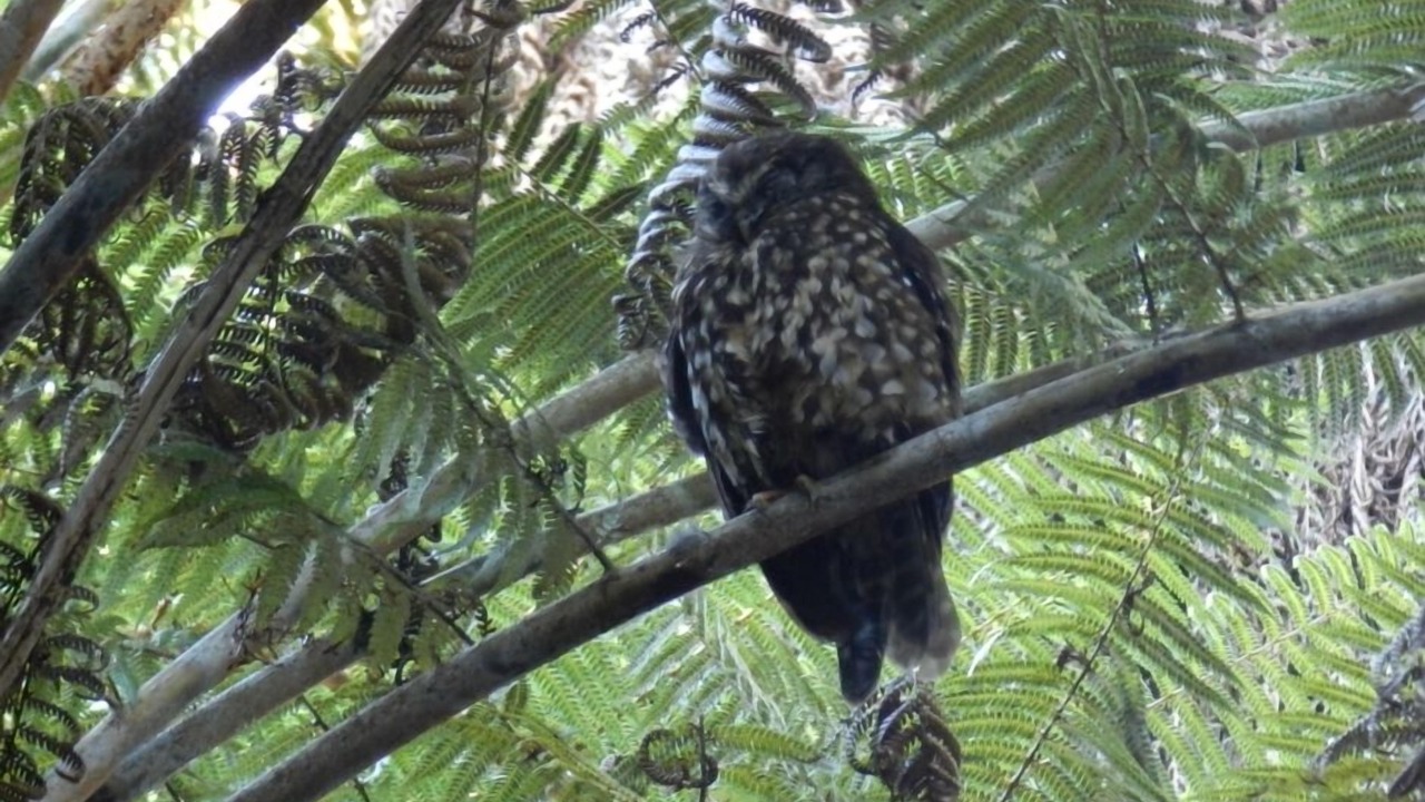 Photo of Others in Lake Tarawera