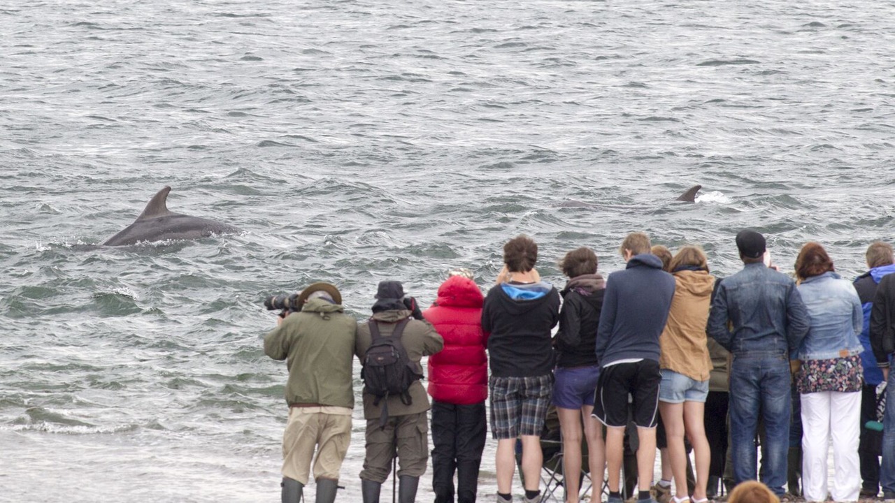 Photo of Others in Fortrose
