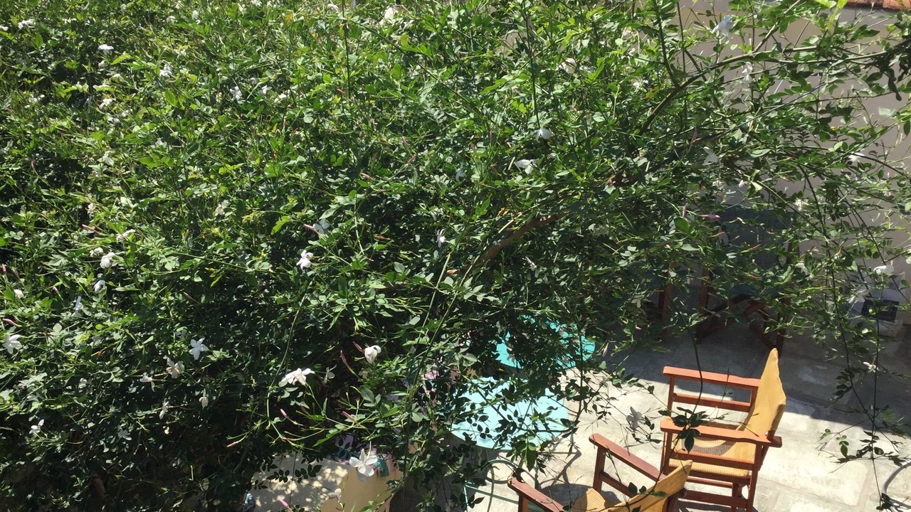 Photo of Outdoor in Skopelos