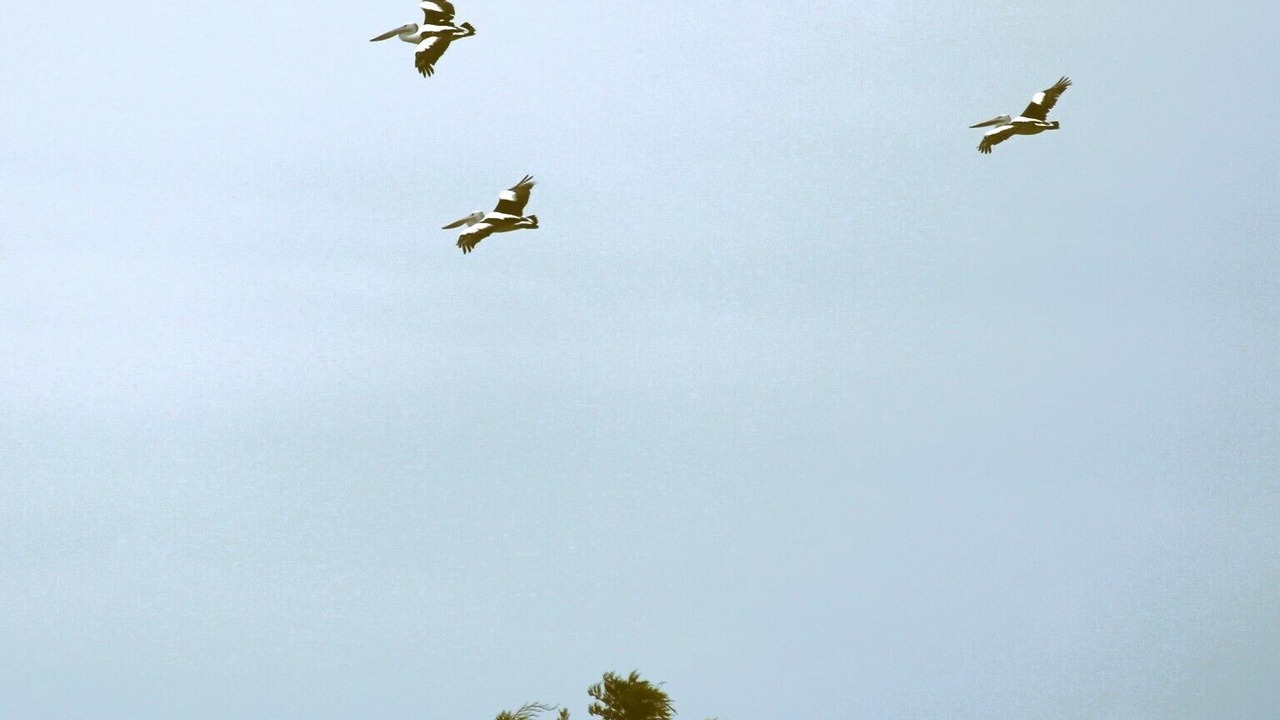 Photo of Others in Dolphin Sands