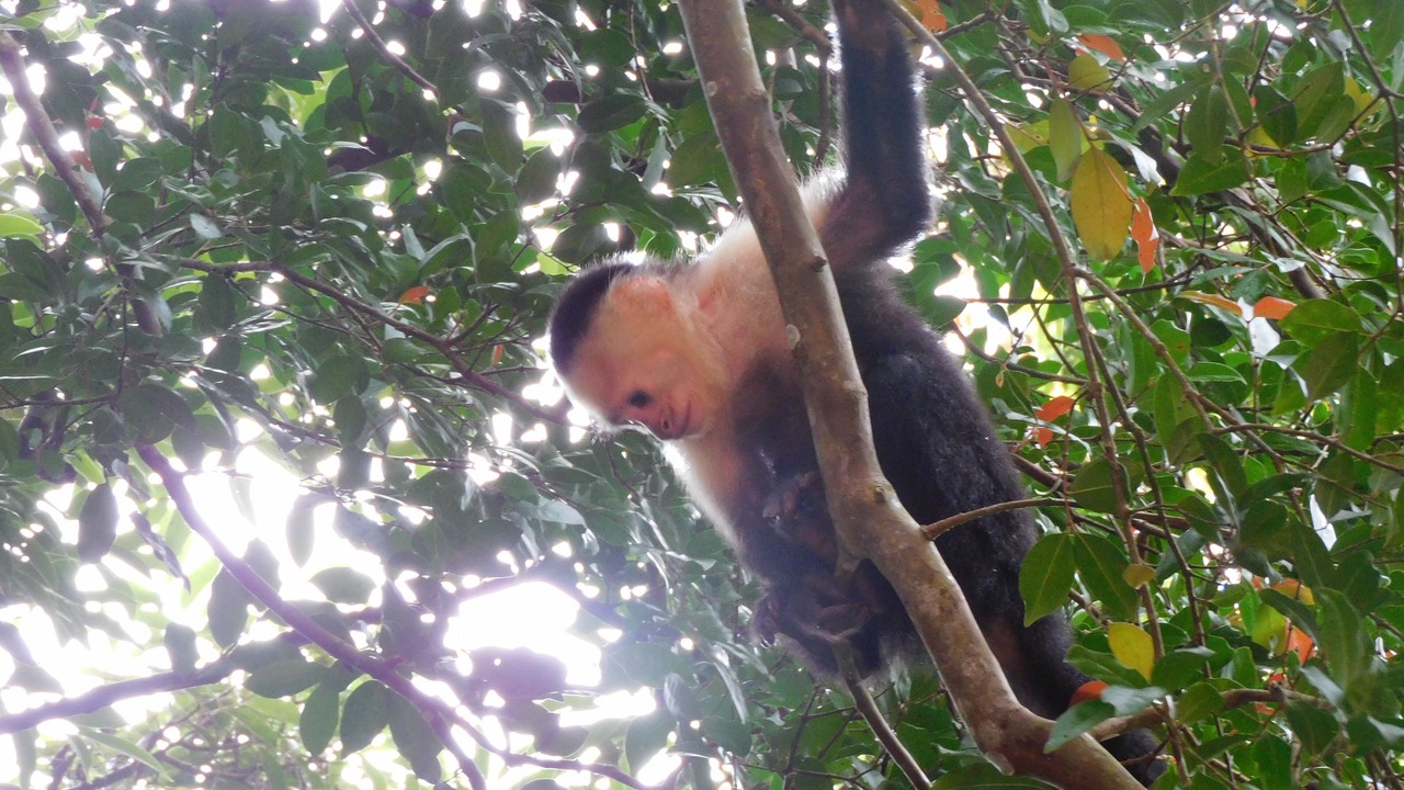 Photo of Others in Monteverde