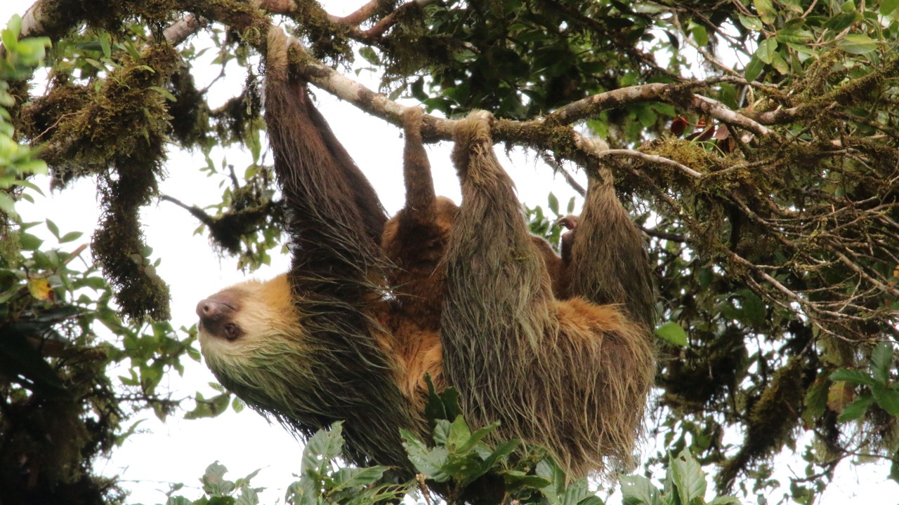 Photo of Outdoor in Monteverde