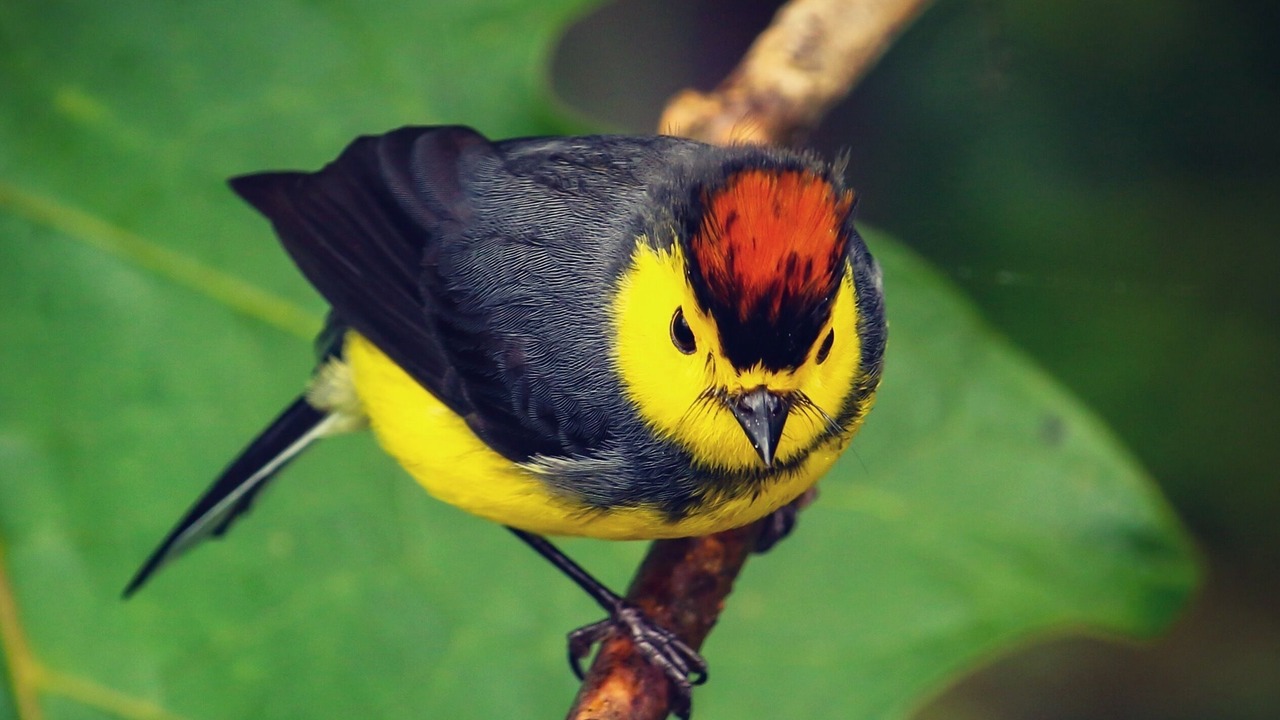 Photo of Others in Monteverde