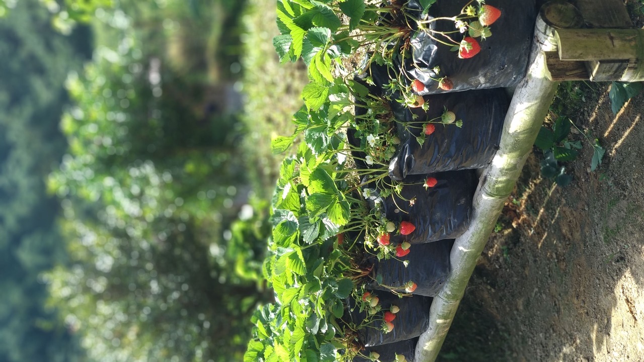 Photo of Outdoor in Pamijahan