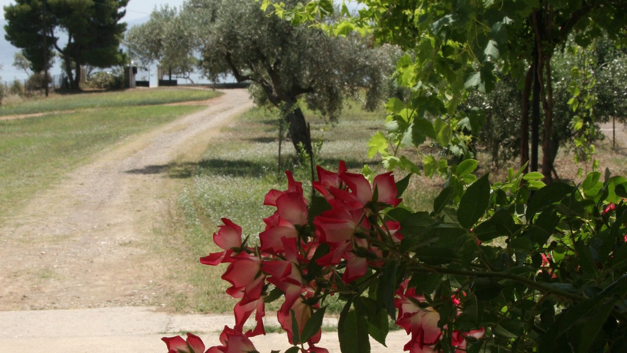 Photo of Outdoor in Amarinthos