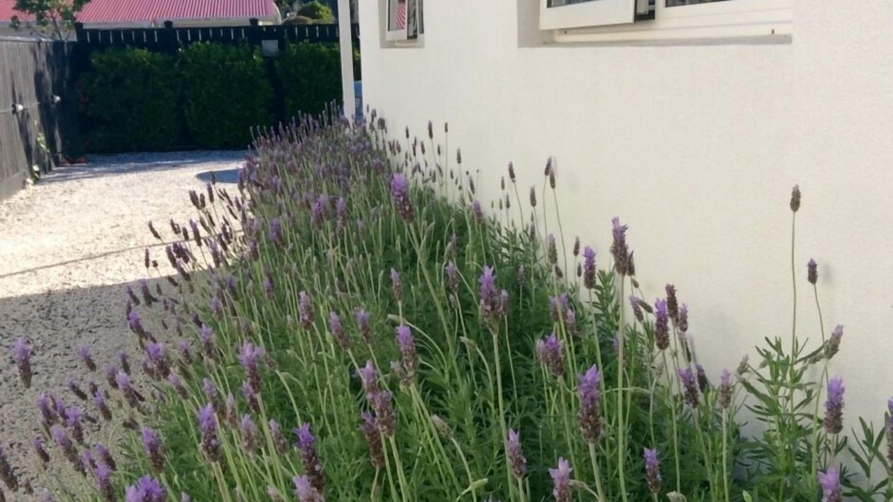 Photo of Outdoor in Coromandel