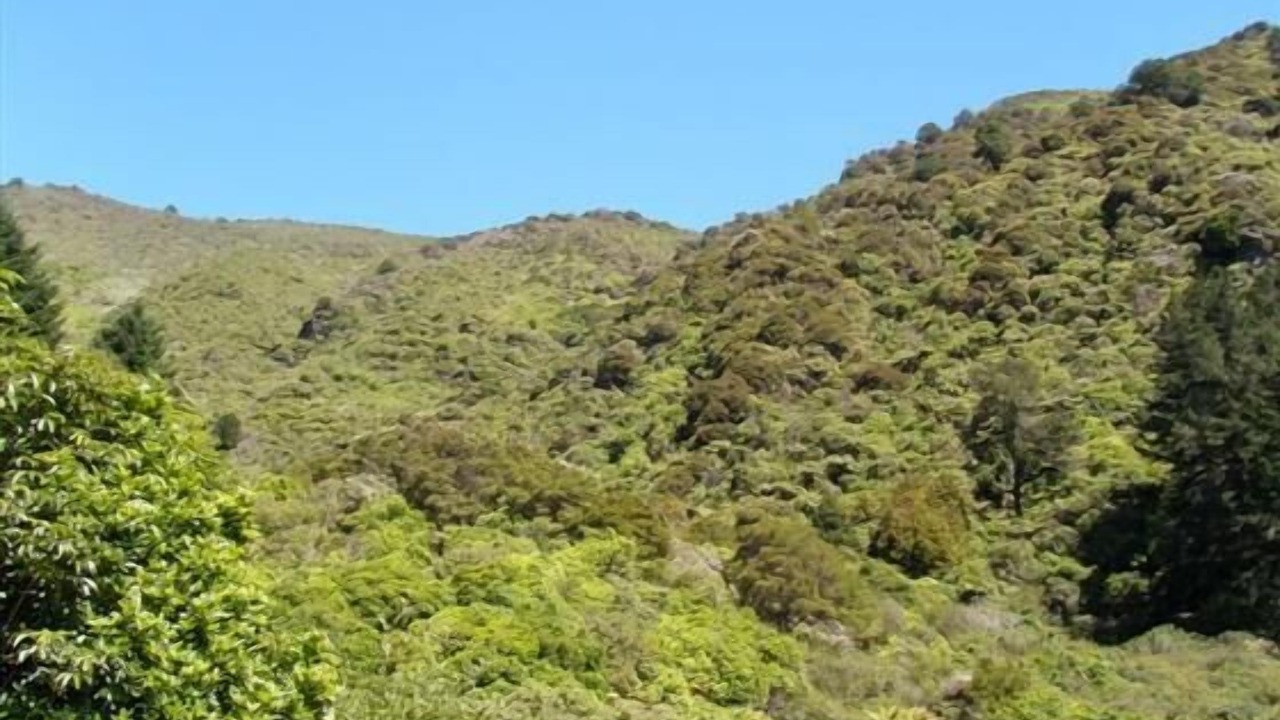 Photo of Outdoor in Anakiwa