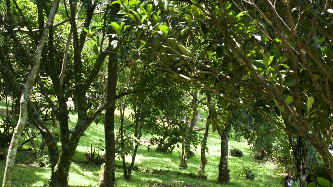 Photo of Outdoor in Roble