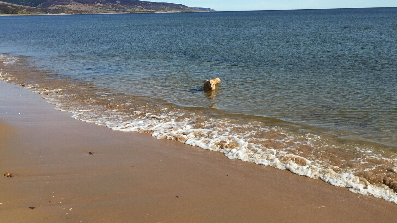 Photo of Others in Brora