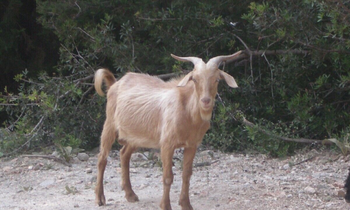 Photo of Others in Kaligata