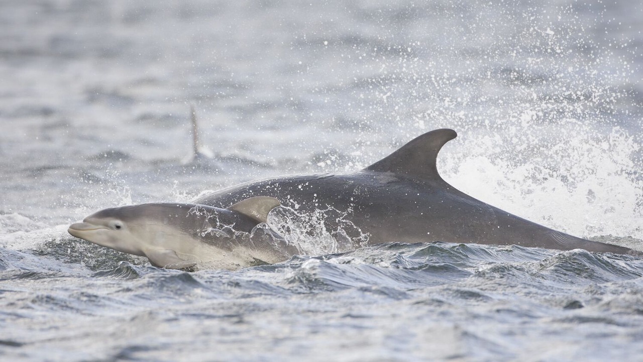 Photo of Others in Fortrose