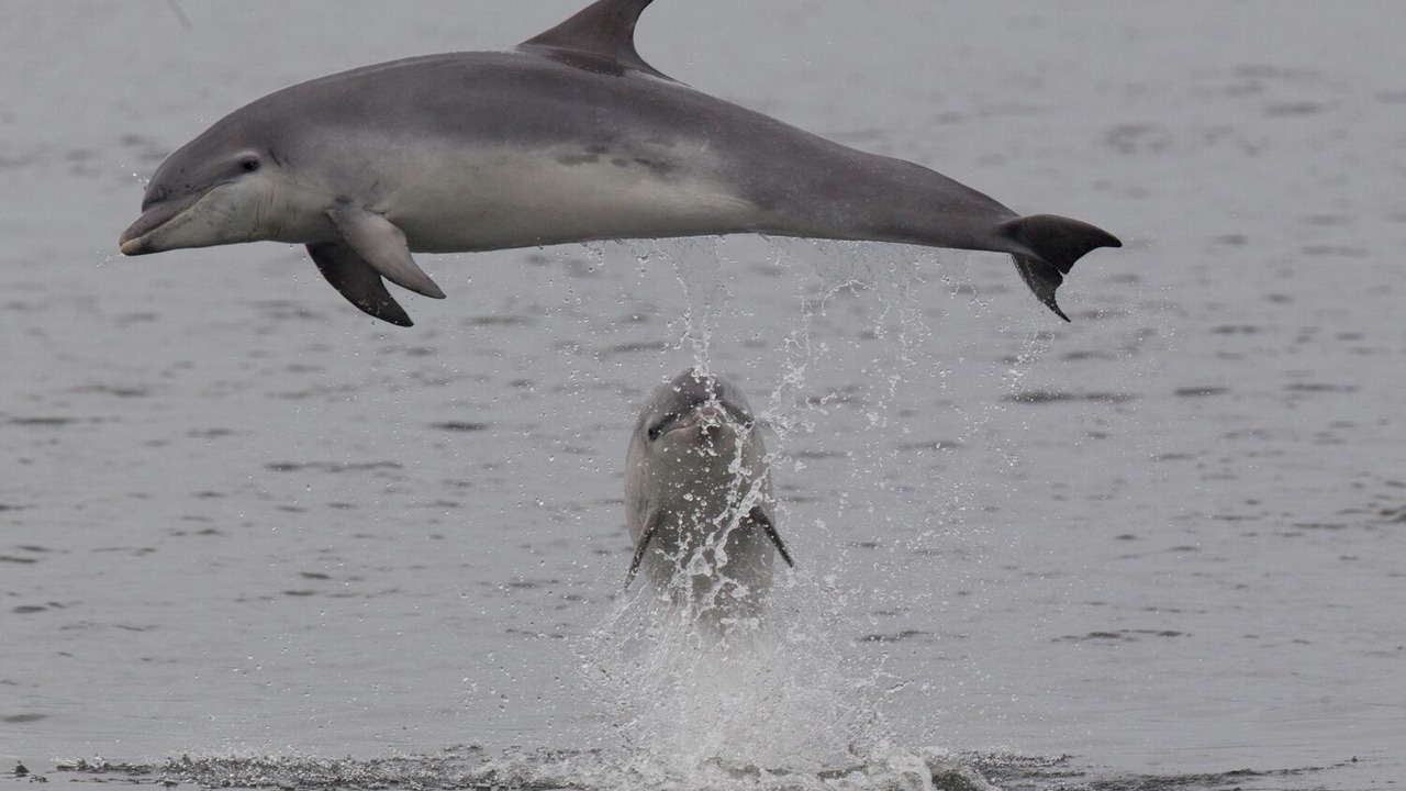 Photo of Others in Fortrose
