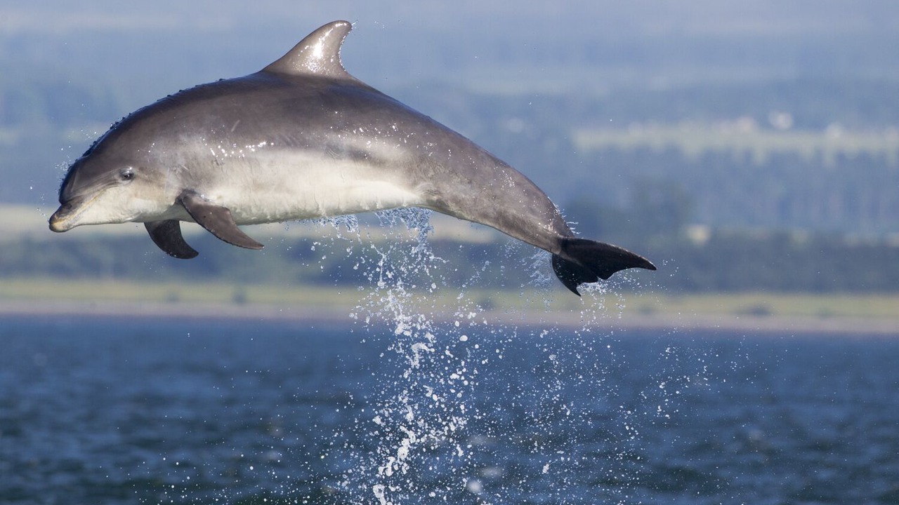 Photo of Others in Fortrose
