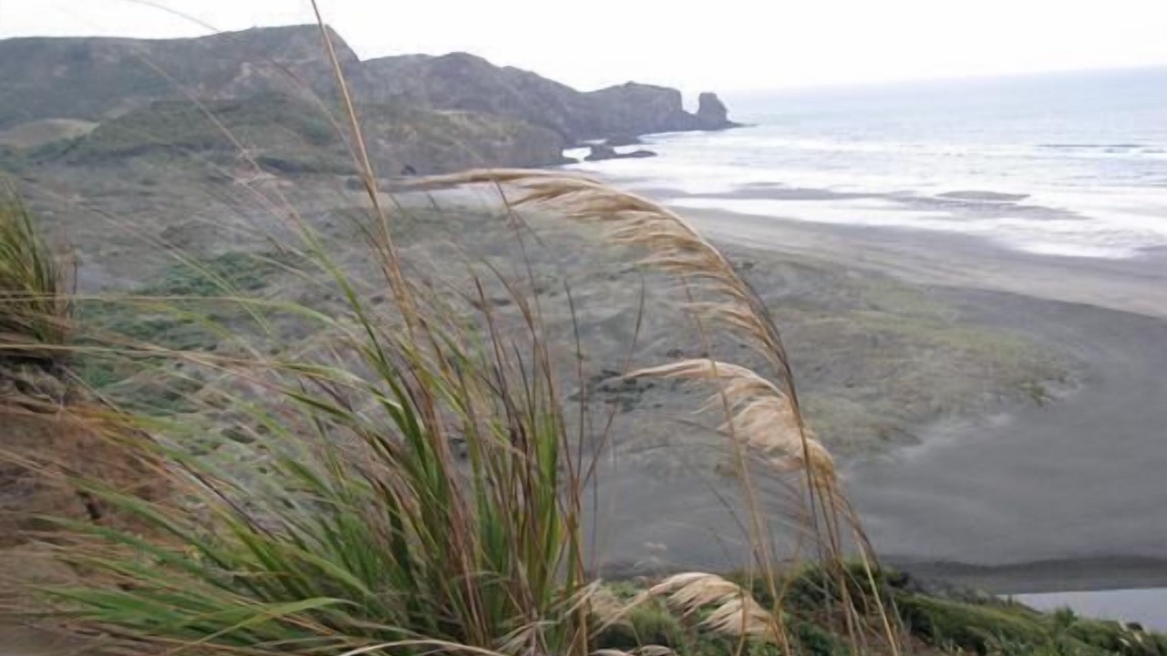 Photo of Others in Muriwai