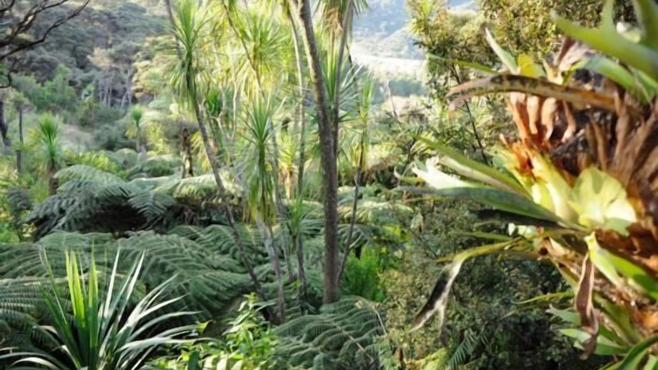 Photo of Others in Muriwai