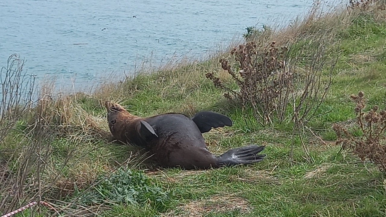 Photo of Others in Kakanui
