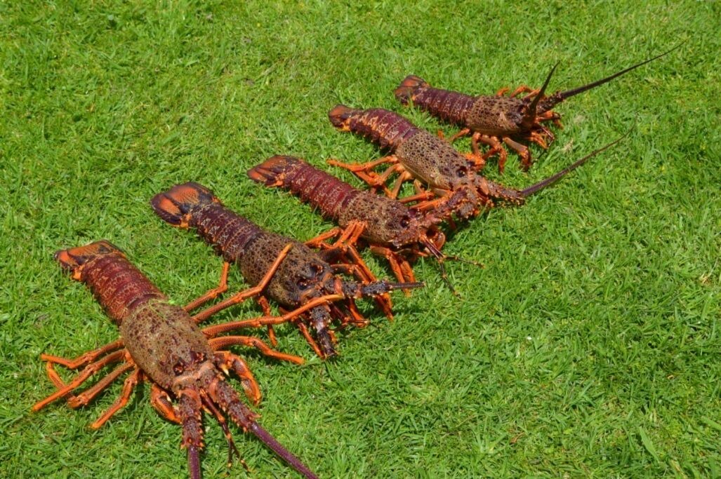 Photo of Outdoor in Whananaki