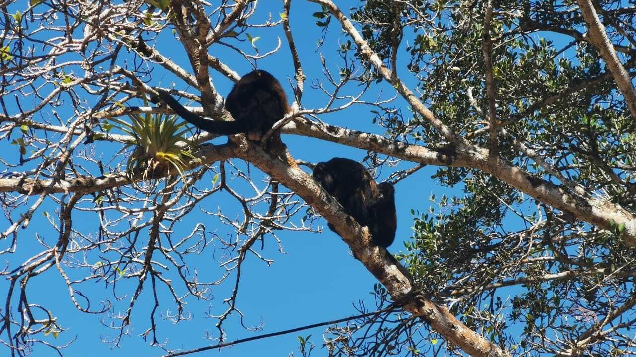 Photo of Others in Naranjos Agrios