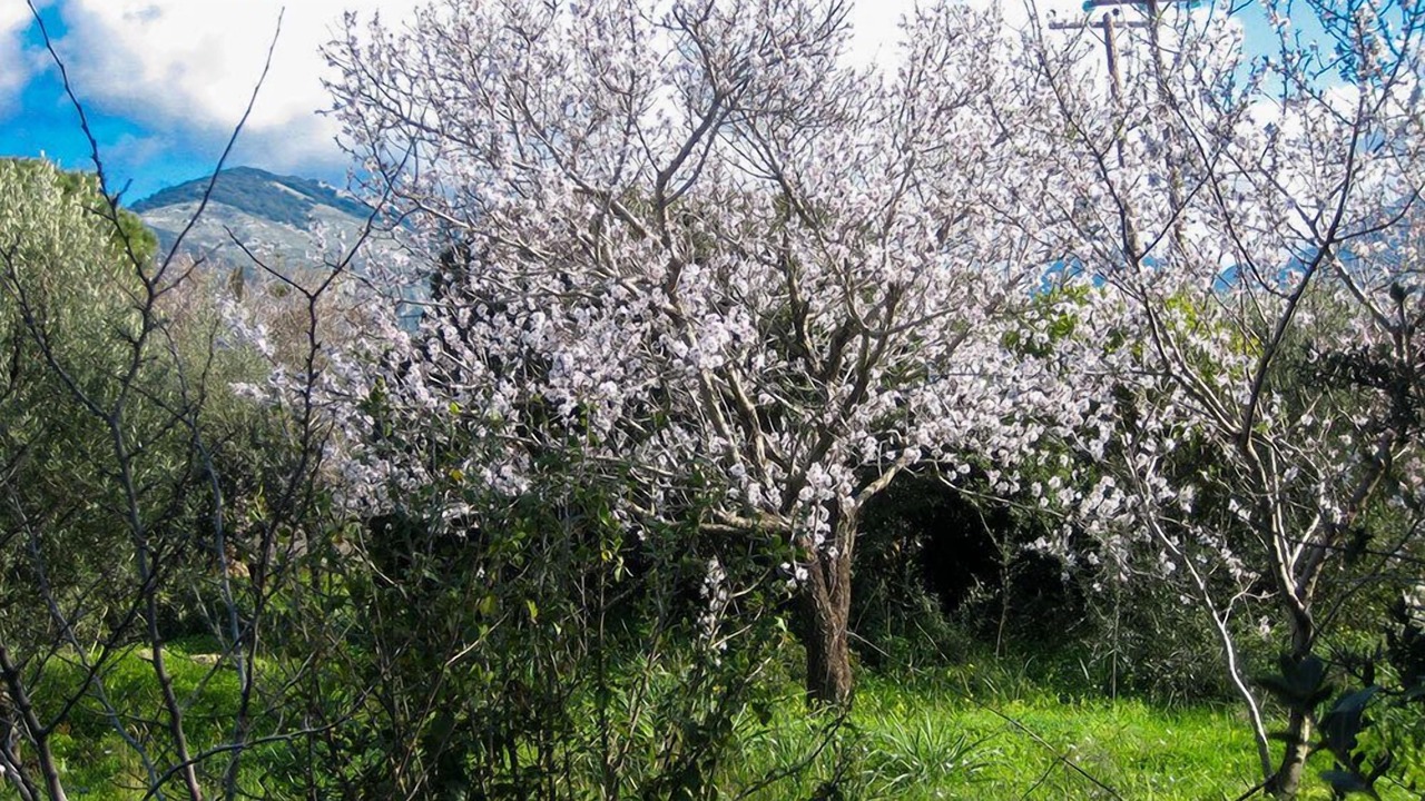 Photo of Outdoor in Kiparissia