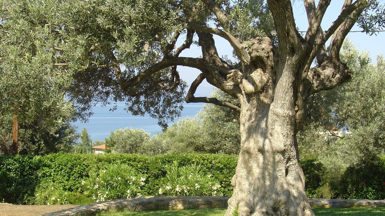 Photo of Outdoor in Paradise Beach