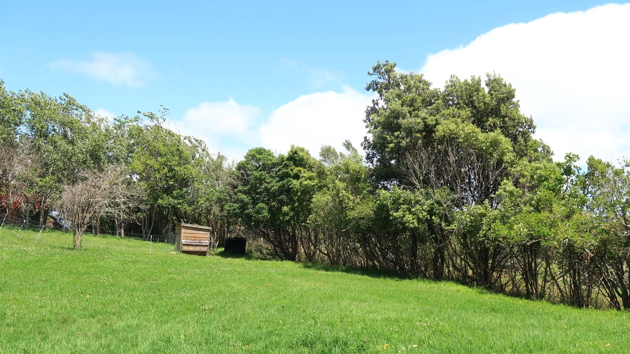 Photo of Outdoor in Helensville