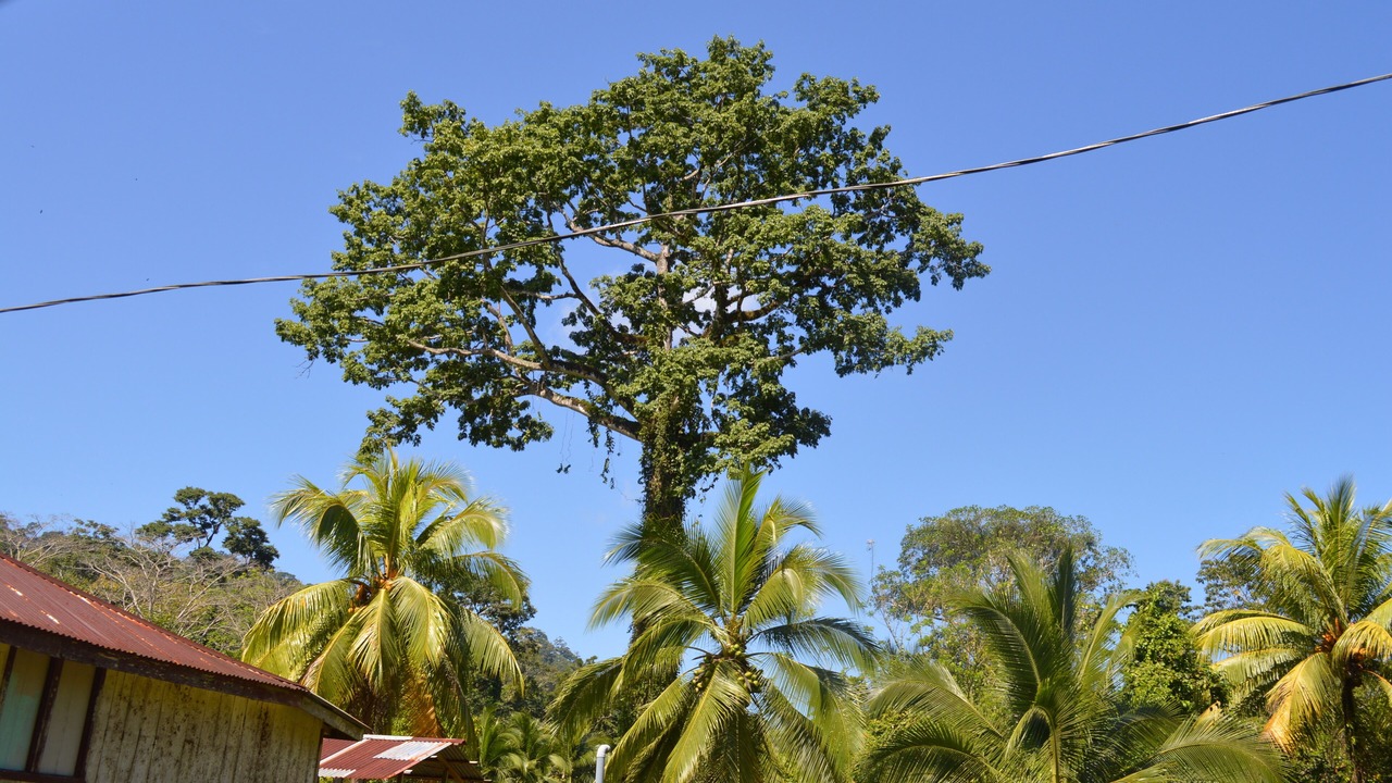 Photo of Outdoor in Cahuita