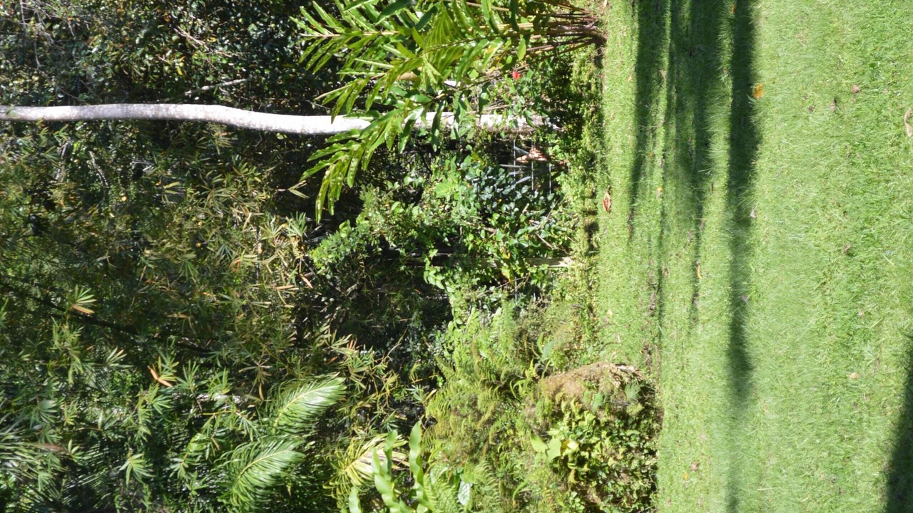 Photo of Outdoor in Cahuita