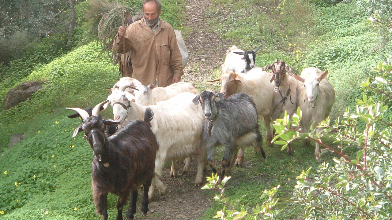Photo of Others in Agios Nikolaos
